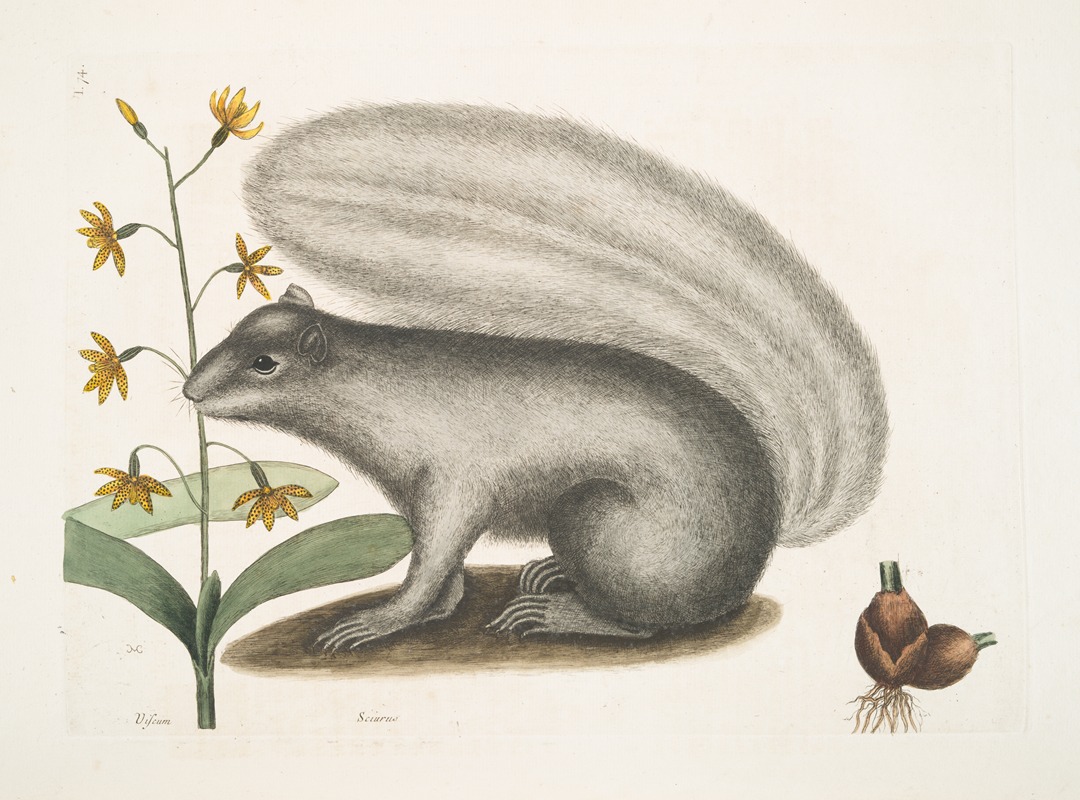 Viscum; Sciurus, The Grey Fox-Squirrel. by Mark Catesby, 1754 — digital art print download