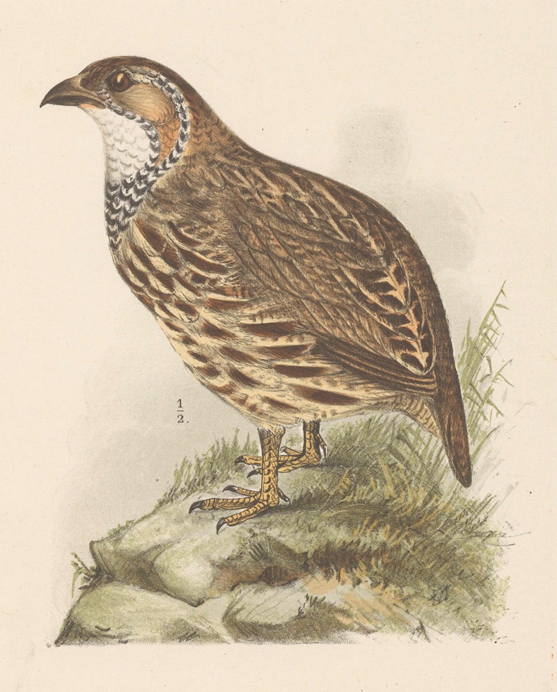 Patrijs (francolinus jugularis) by Тео ван Хойтема, 1878 - 1889 — digital art print download