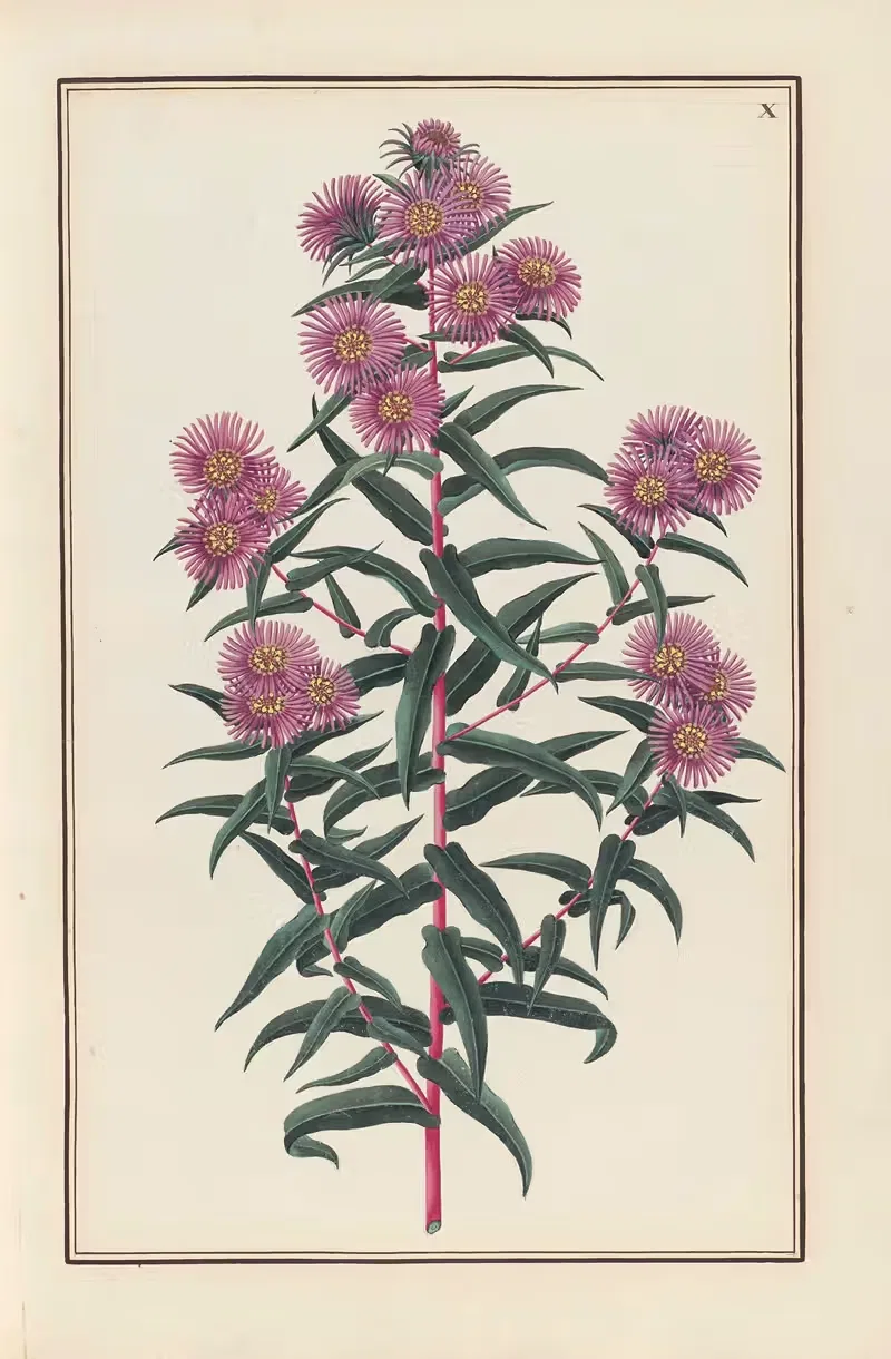Stirpium imagines LXXV Pl.10 — Baldassare Cattrani