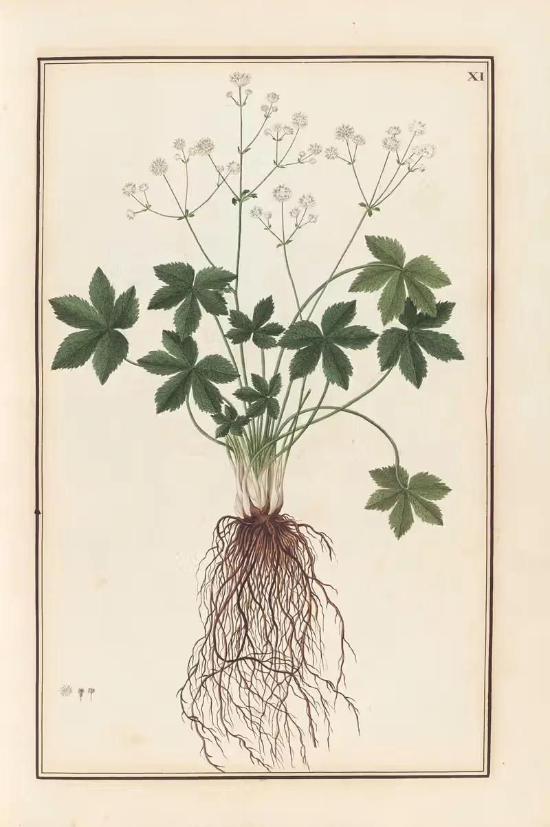 Stirpium imagines LXXV Pl.11 — Baldassare Cattrani