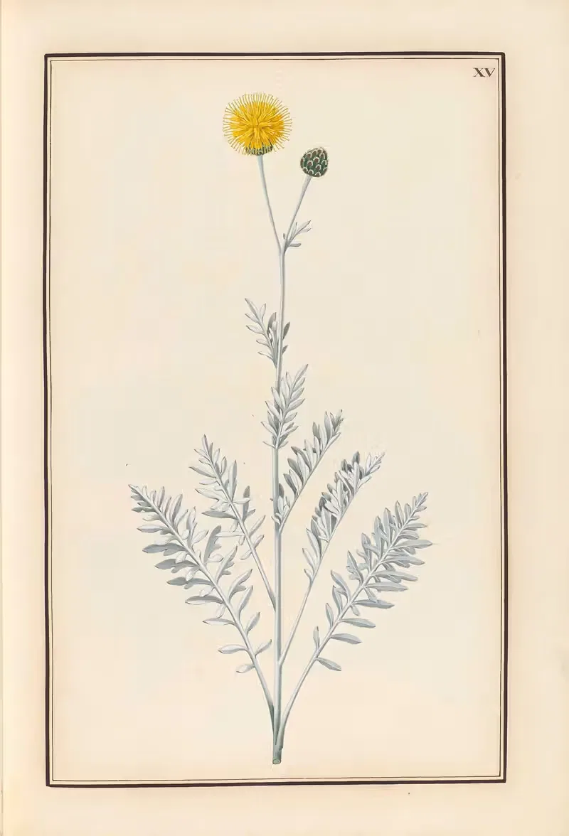 Stirpium imagines LXXV Pl.15 — Baldassare Cattrani