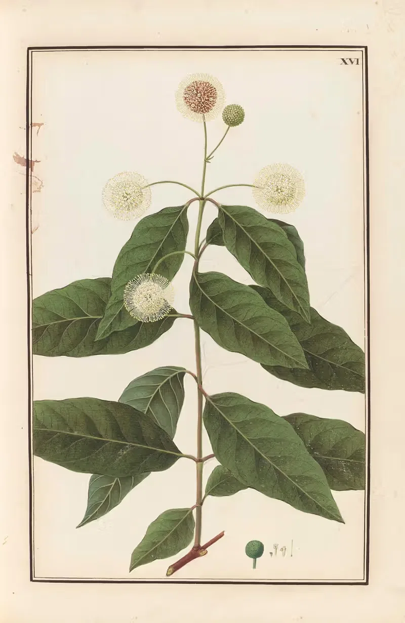 Stirpium imagines LXXV Pl.16 — Baldassare Cattrani