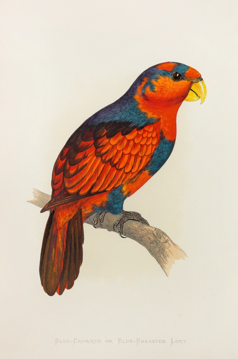 Blue-Crowned or Blue-Breasted Lory by Alexander Francis Lydon, 1884-1887 — digital art print download