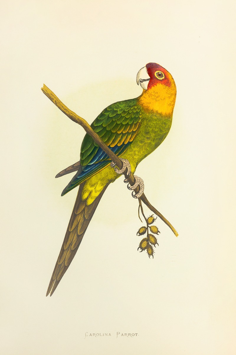 Carolina Parrot, or Conure by Alexander Francis Lydon, 1884-1887 — digital art print download