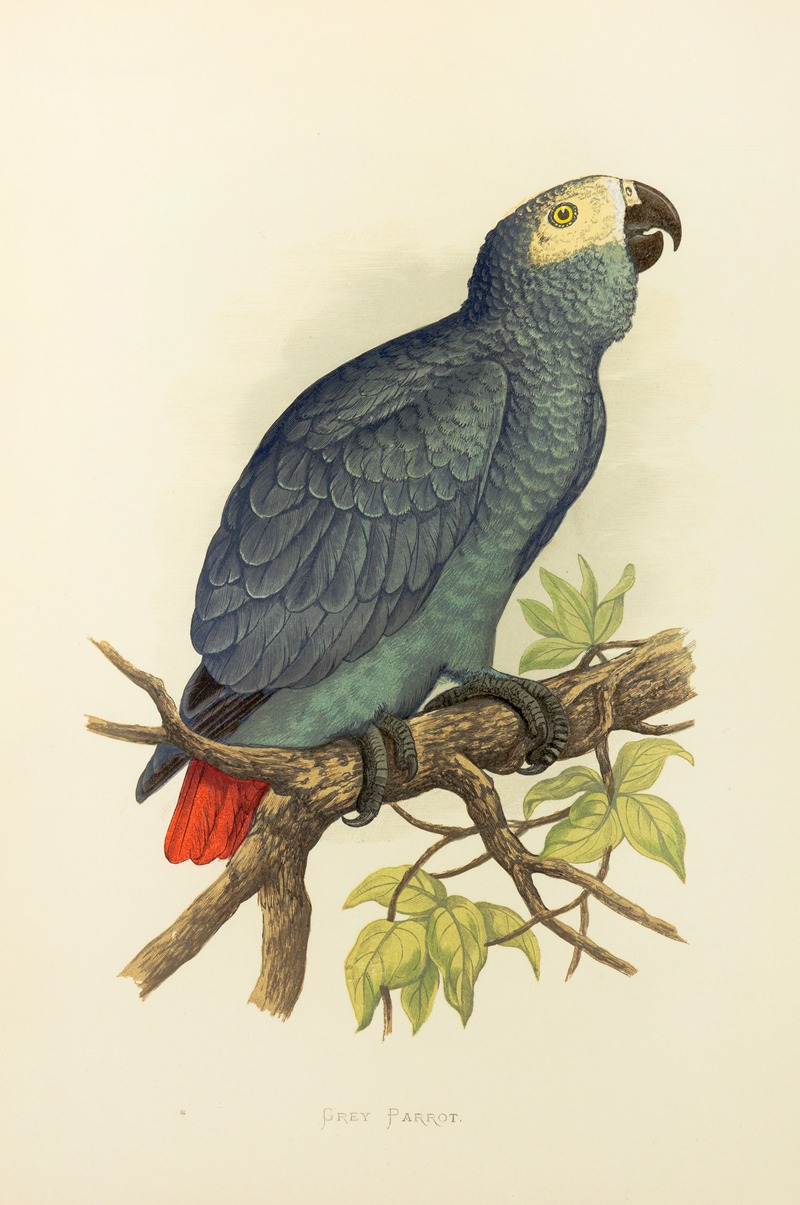 Grey Parrot by Alexander Francis Lydon, 1884-1887 — digital art print download