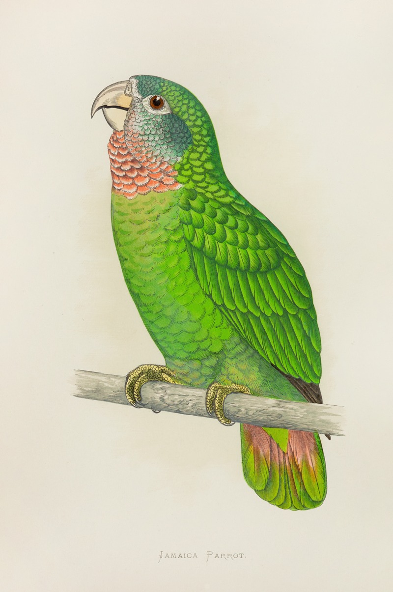 Jamaica Parrot, or White-Fronted Amazon by Alexander Francis Lydon, 1884-1887 — digital art print download