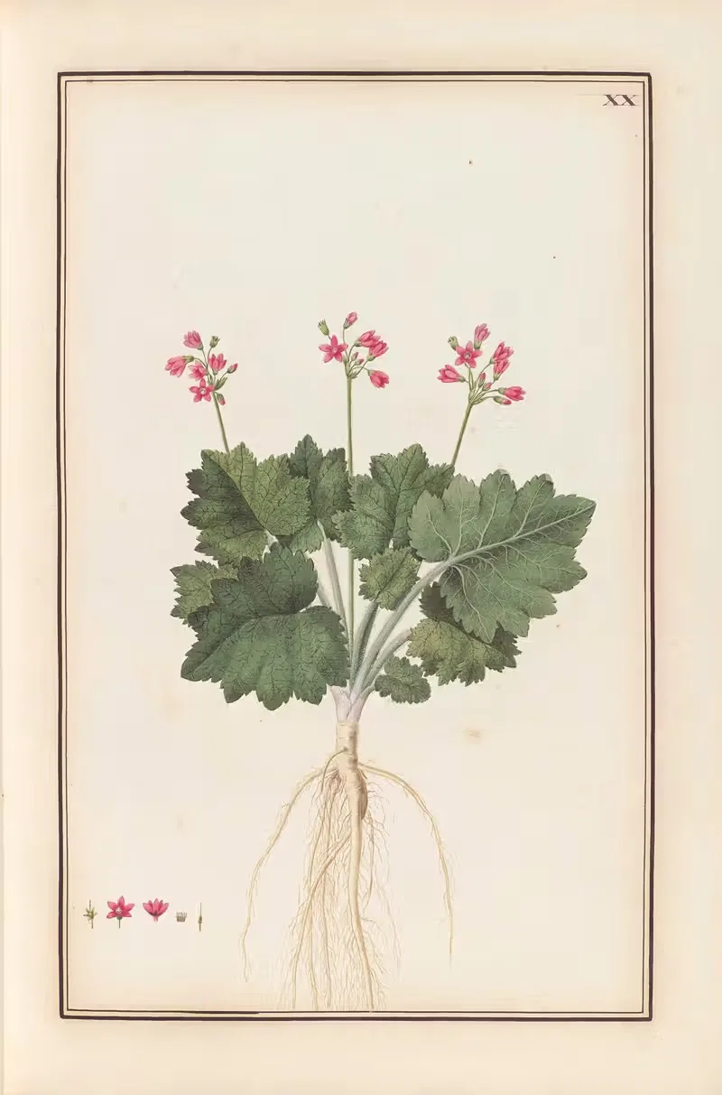Stirpium imagines LXXV Pl.20 — Baldassare Cattrani