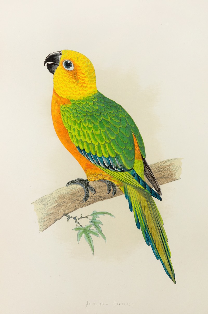 Jendaya Conure by Alexander Francis Lydon, 1884-1887 — digital art print download