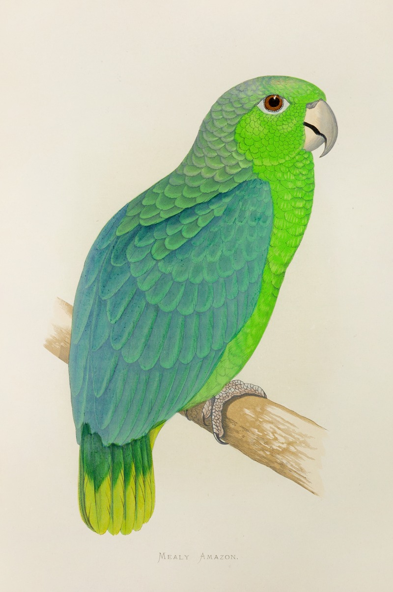 Mealy Amazon by Alexander Francis Lydon, 1884-1887 — digital art print download