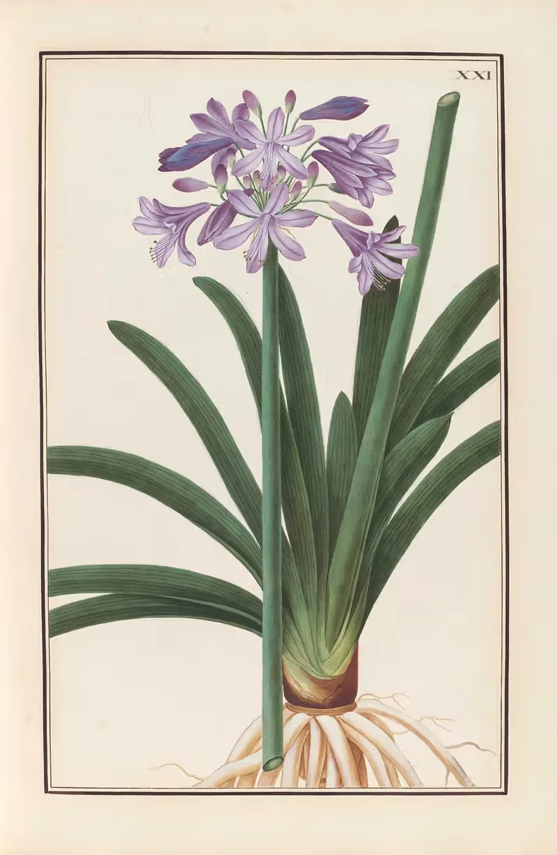Stirpium imagines LXXV Pl.21 — Baldassare Cattrani