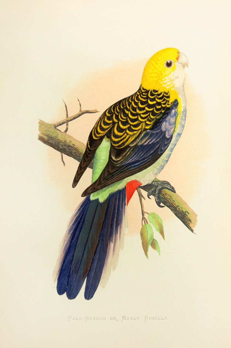 Pale-Headed or Mealy Rosella by Alexander Francis Lydon, 1884-1887 — digital art print download