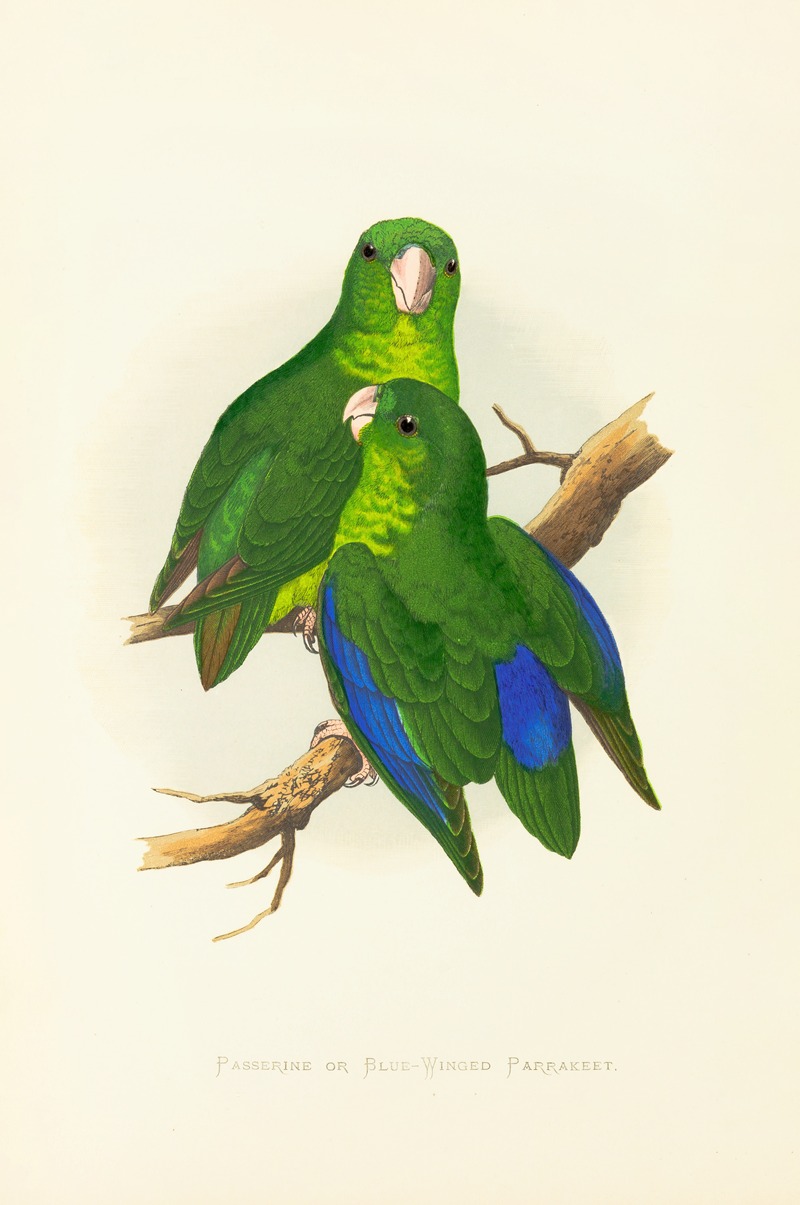 Passerine or Blue-Winged Parrakeet by Alexander Francis Lydon, 1884-1887 — digital art print download