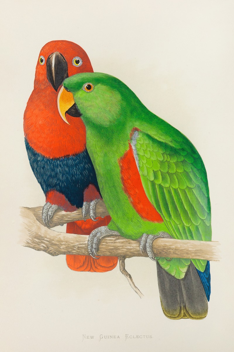 Red-Sided or New Guinea Eclectus by Alexander Francis Lydon, 1884-1887 — digital art print download