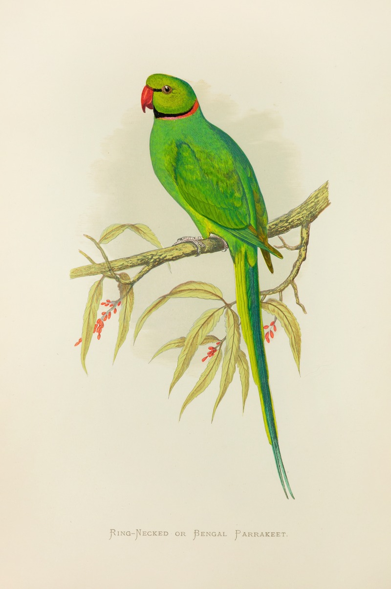 Ring-Necked or Bengal Parrakeet by Alexander Francis Lydon, 1884-1887 — digital art print download
