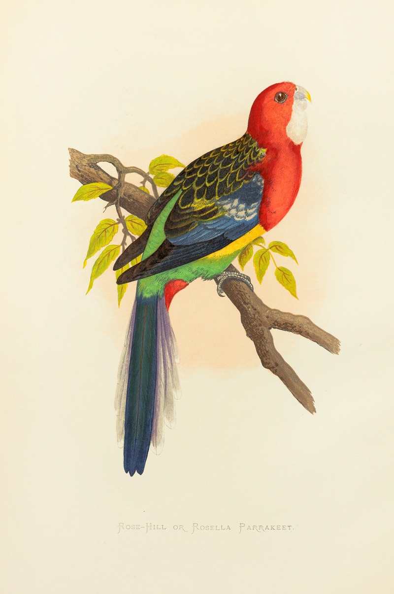 Rose-Hill or Rosella Parrakeet by Alexander Francis Lydon, 1884-1887 — digital art print download