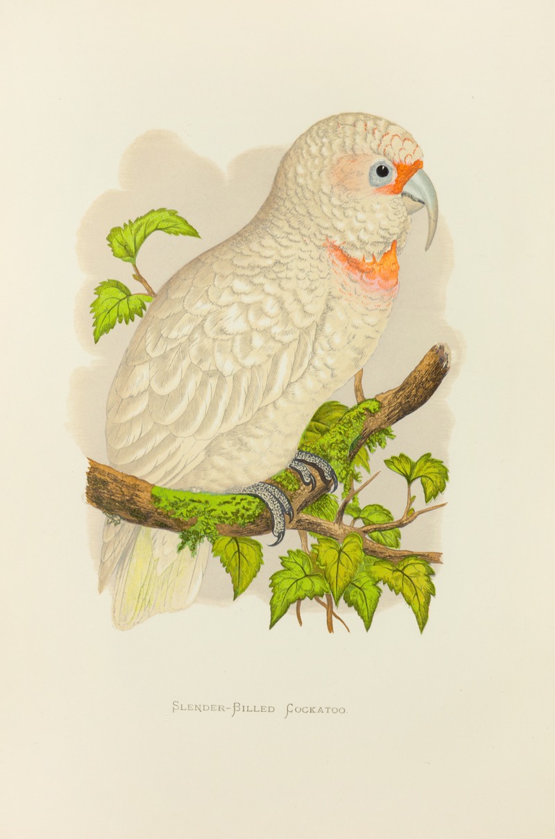 Slender-Billed Cockatoo by Alexander Francis Lydon, 1884-1887 — digital art print download