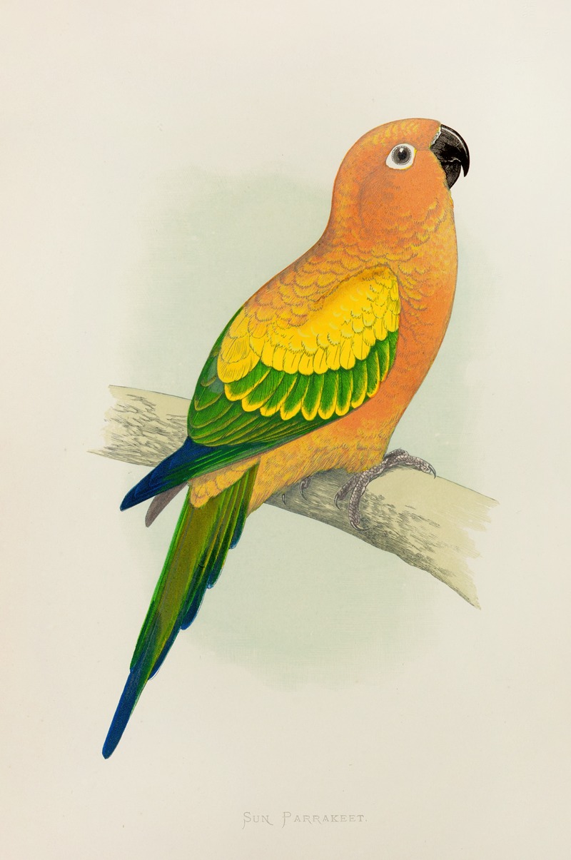 Sun Parrakeet, or Yellow Conure by Alexander Francis Lydon, 1884-1887 — digital art print download