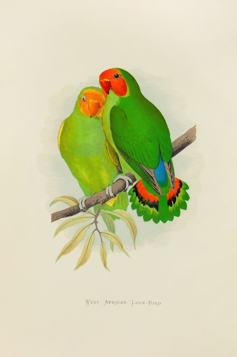 West African Love-Bird by Alexander Francis Lydon, 1884-1887 — digital art print download
