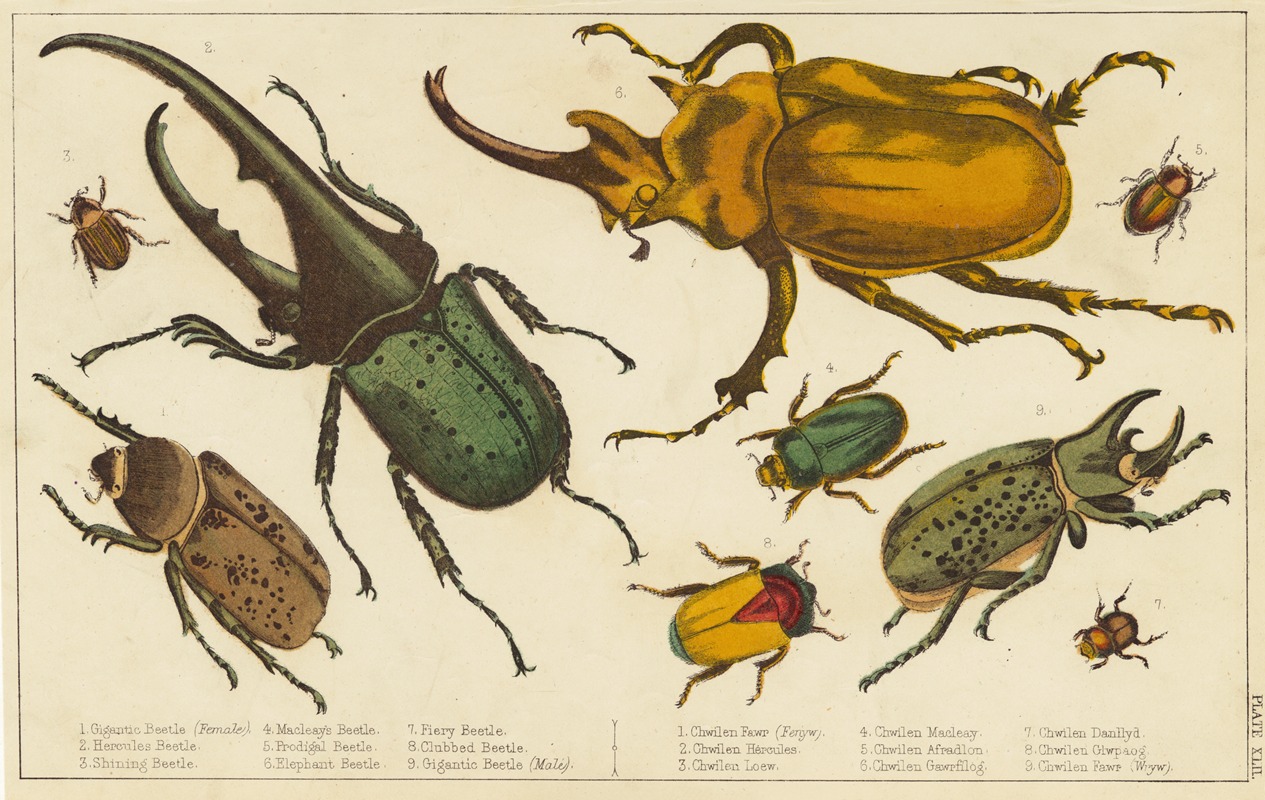 Various kinds of beetles by Аноним — digital art print download