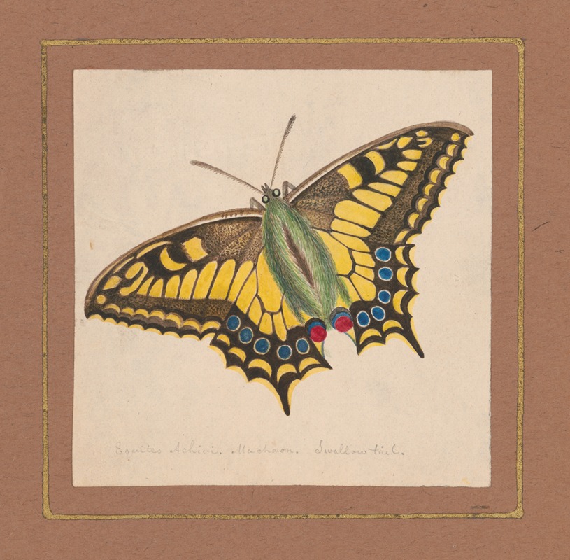 Equites Achivi Machaon Swallowtail by William Wood Thackara, 1820-1839 — digital art print download