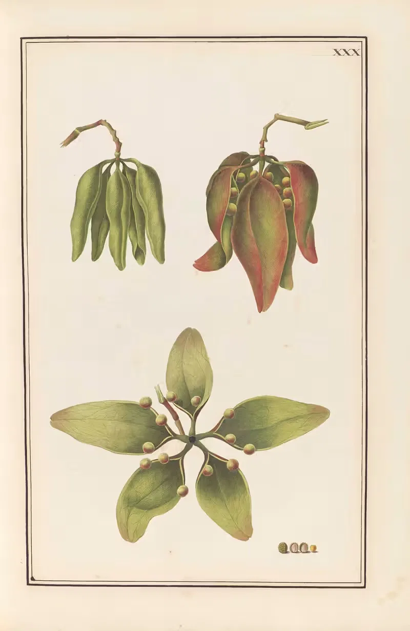 Stirpium imagines LXXV Pl.30 — Baldassare Cattrani