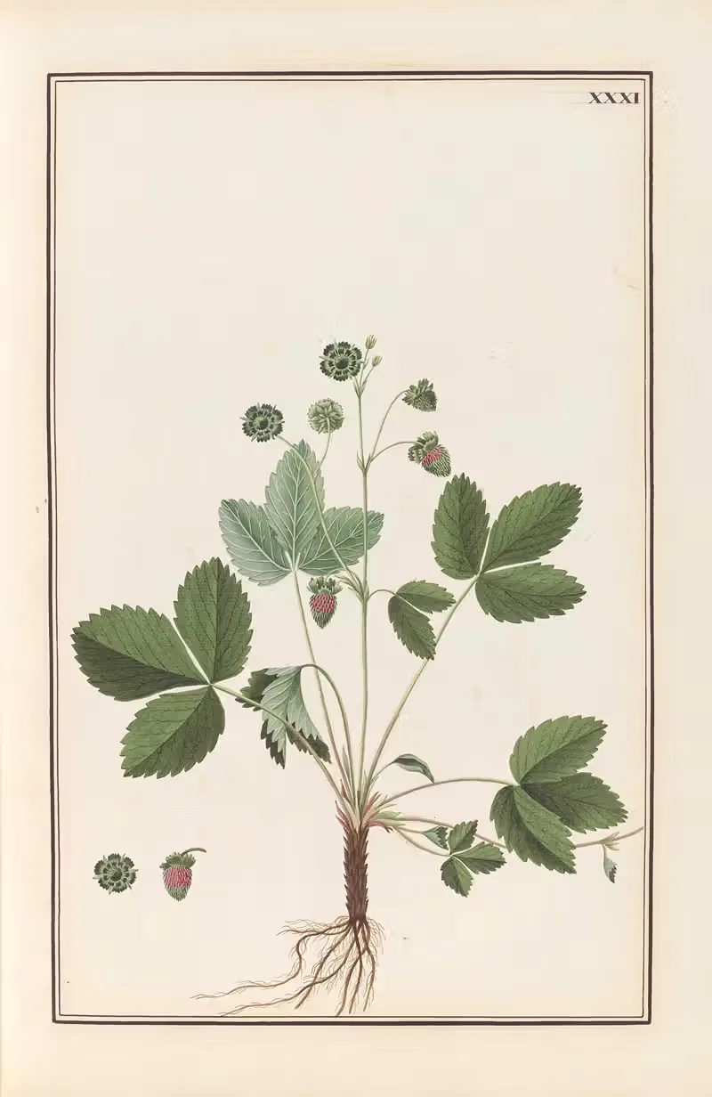 Stirpium imagines LXXV Pl.31 — Baldassare Cattrani