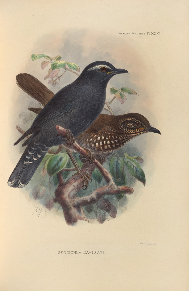 Geocichla Davisoni by Henry Seebohm, 1899-1902 — digital art print download