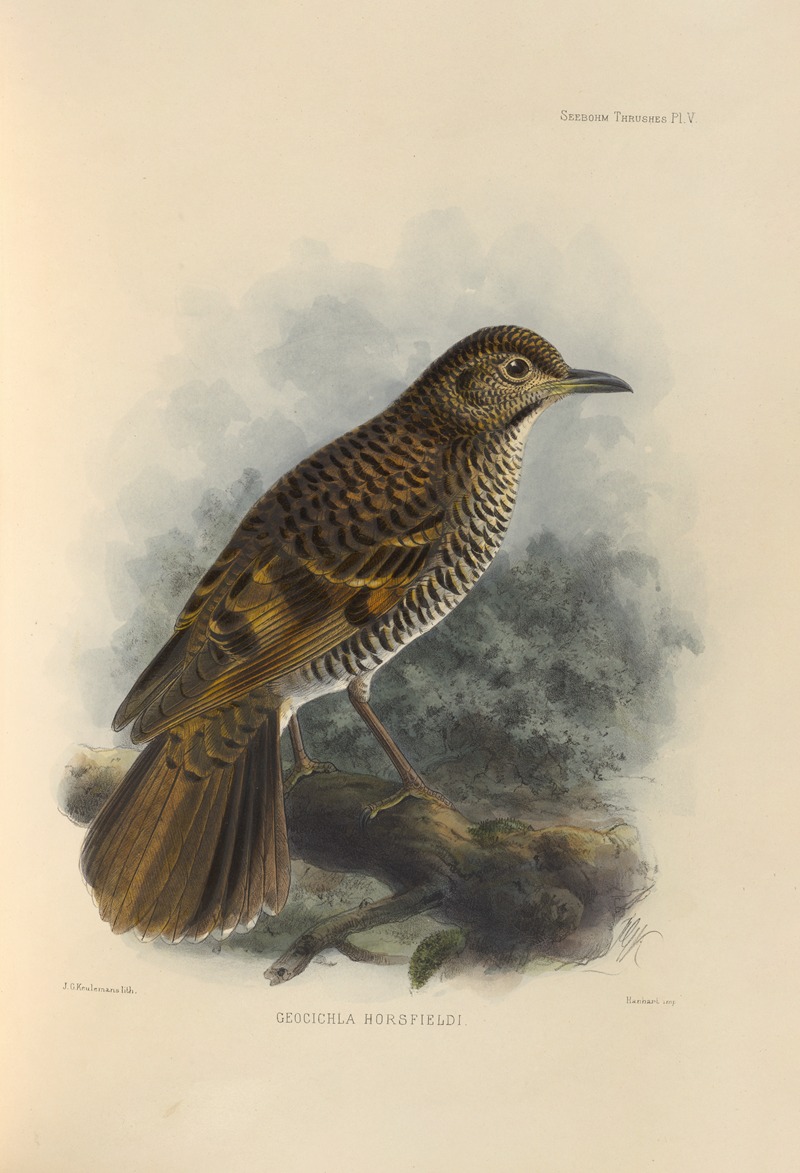 Geocichla Horsfieldi by Henry Seebohm, 1899-1902 — digital art print download