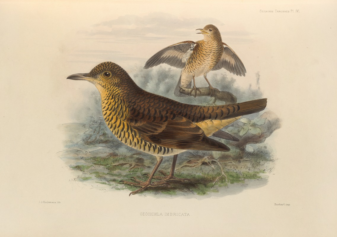 Geocichla Imbricata by Henry Seebohm, 1899-1902 — digital art print download