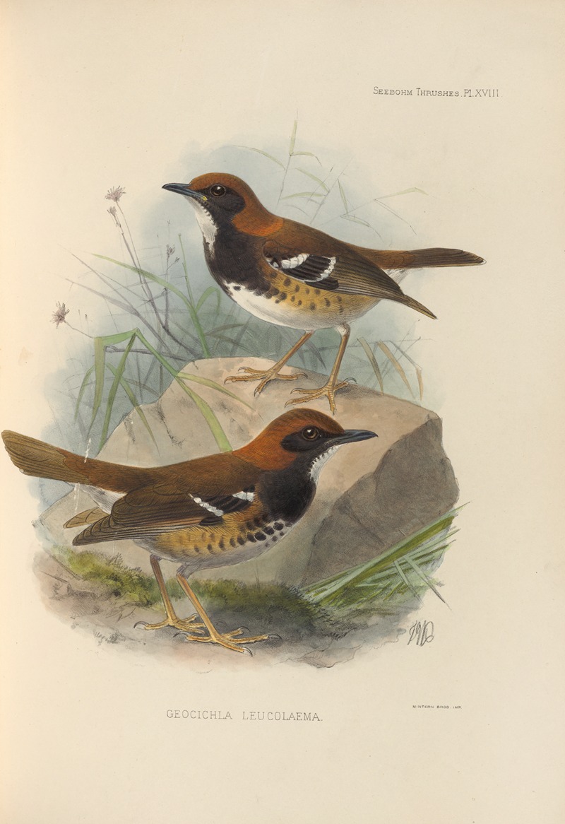 Geocichla Leucolaema by Henry Seebohm, 1899-1902 — digital art print download