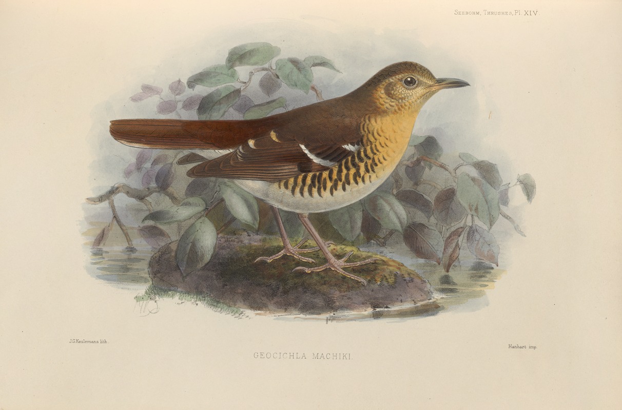 Geocichla Machiki by Henry Seebohm, 1899-1902 — digital art print download