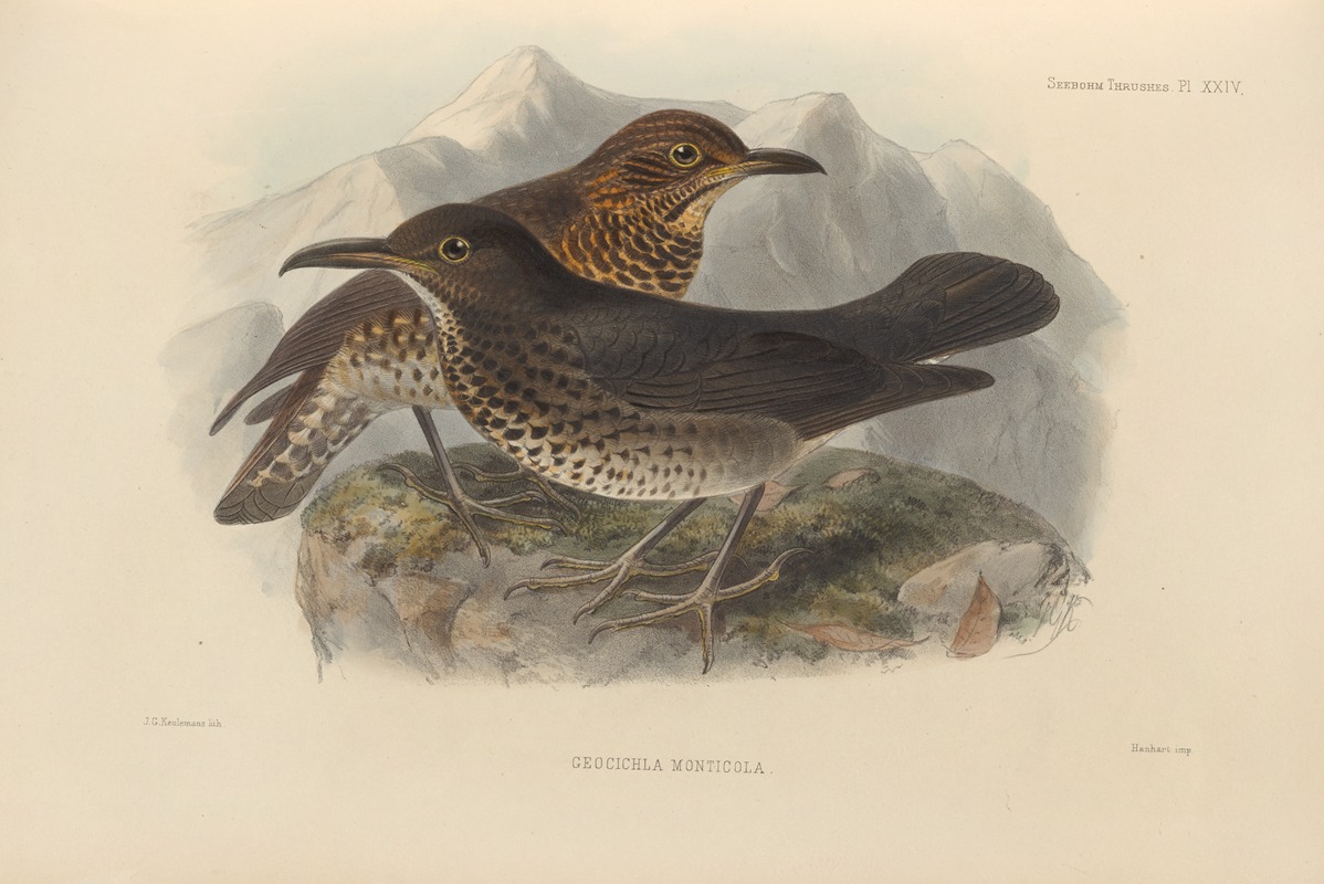 Geocichla Monticola by Henry Seebohm, 1899-1902 — digital art print download