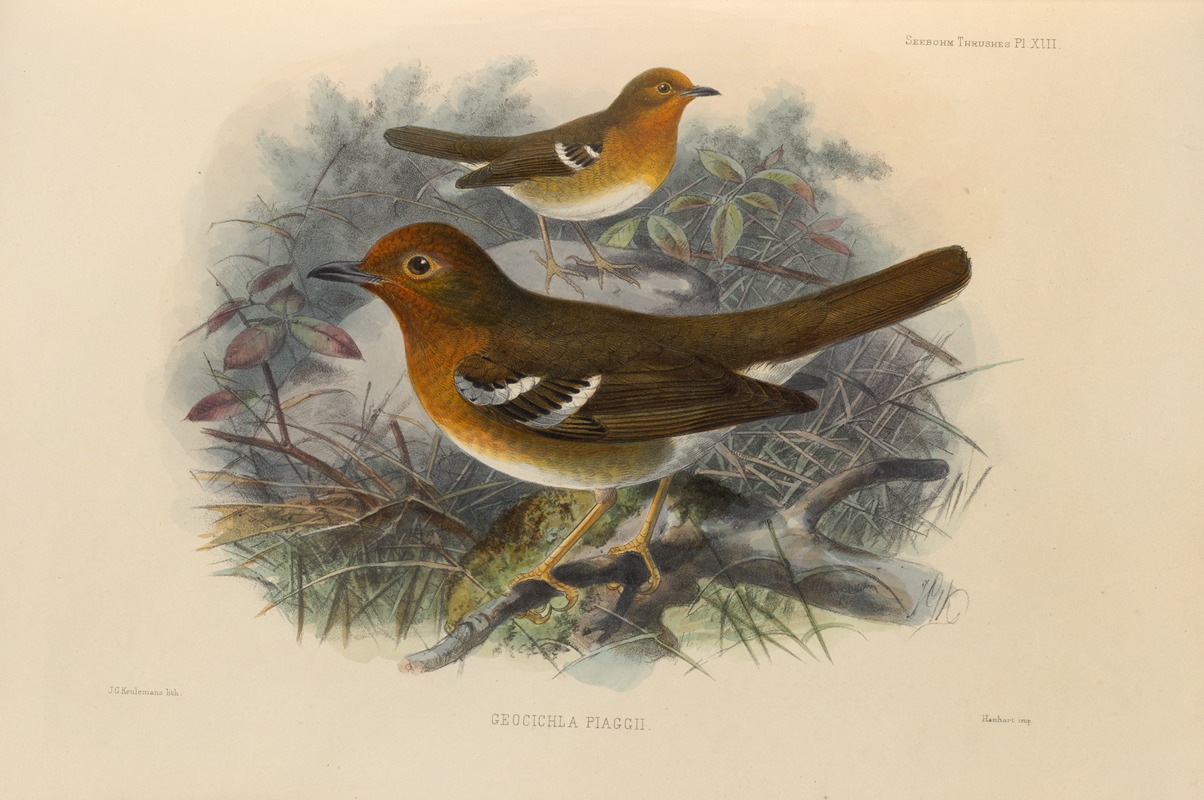 Geocichla Piaggii by Henry Seebohm, 1899-1902 — digital art print download