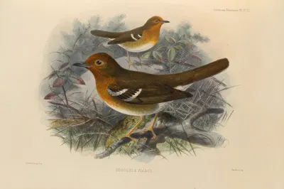 Geocichla Piaggii by Henry Seebohm, 1899-1902 — digital art print download