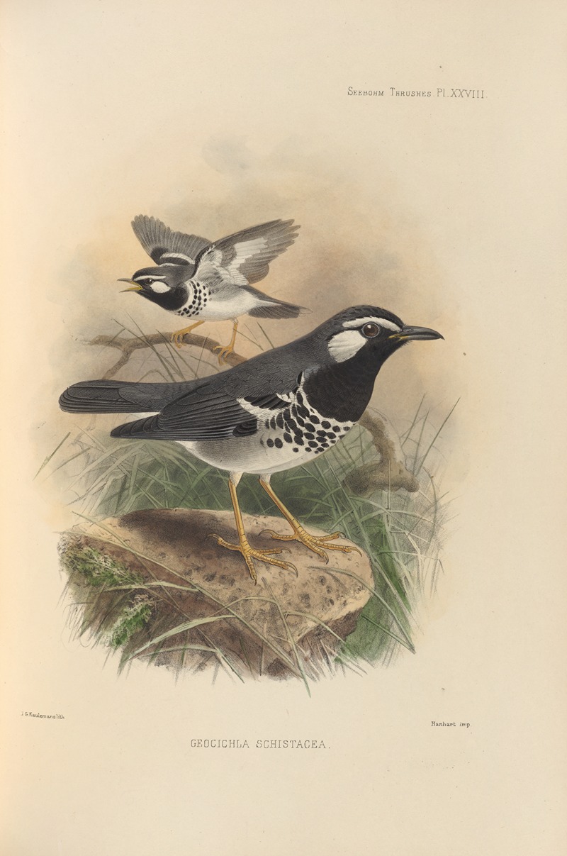 Geocichla Schistacea by Henry Seebohm, 1899-1902 — digital art print download