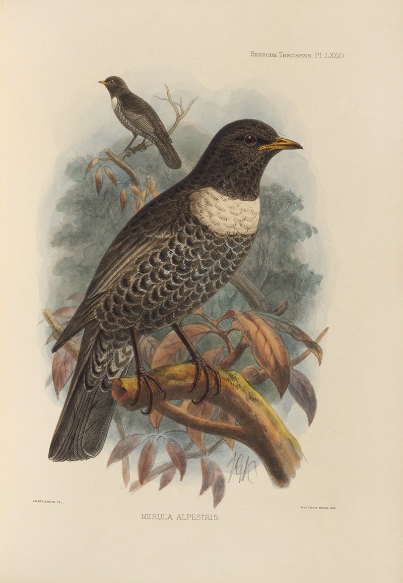 Merula Alpestris by Henry Seebohm, 1899-1902 — digital art print download