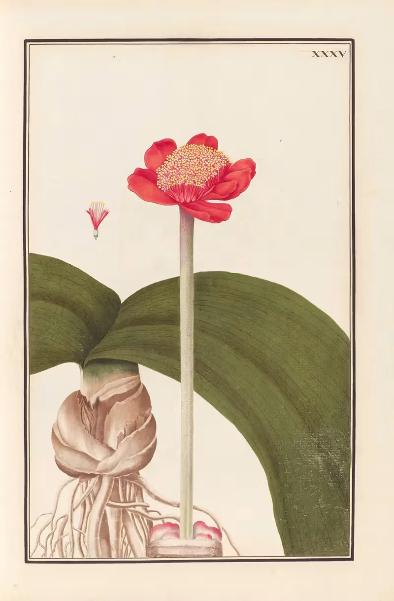 Stirpium imagines LXXV Pl.35 — Baldassare Cattrani