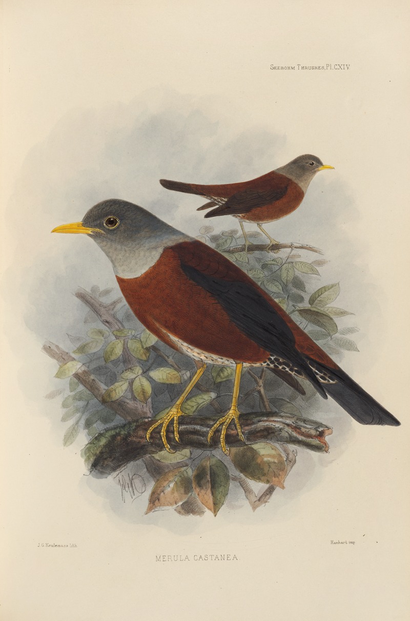 Merula Castanea by Henry Seebohm, 1899-1902 — digital art print download