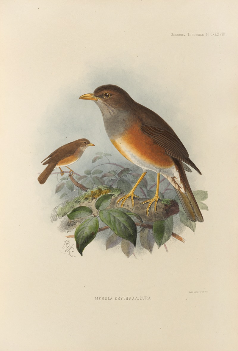 Merula Erythropleura by Henry Seebohm, 1899-1902 — digital art print download