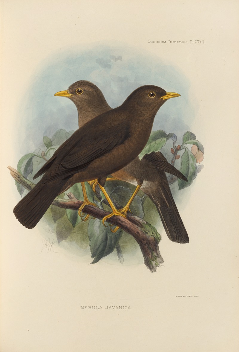 Merula Javanica by Henry Seebohm, 1899-1902 — digital art print download