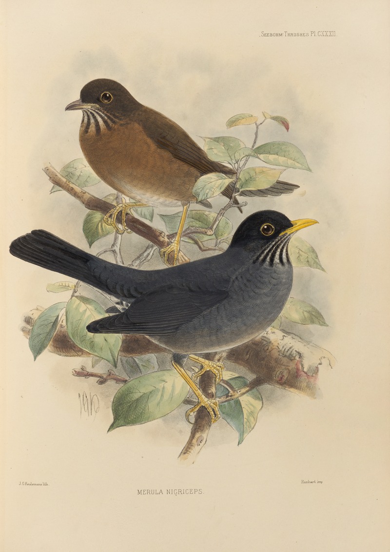 Merula Nigriceps by Henry Seebohm, 1899-1902 — digital art print download