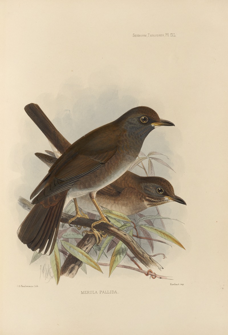 Merula Pallida by Henry Seebohm, 1899-1902 — digital art print download