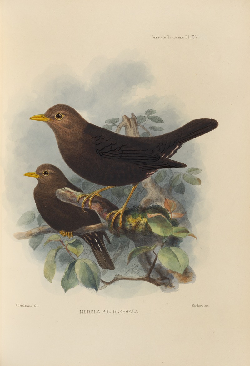 Merula Poliocephala by Henry Seebohm, 1899-1902 — digital art print download