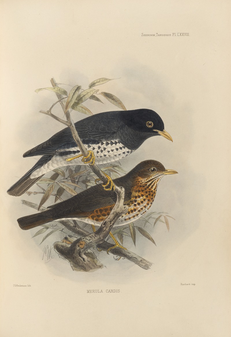 Merula Reevei by Henry Seebohm, 1899-1902 — digital art print download