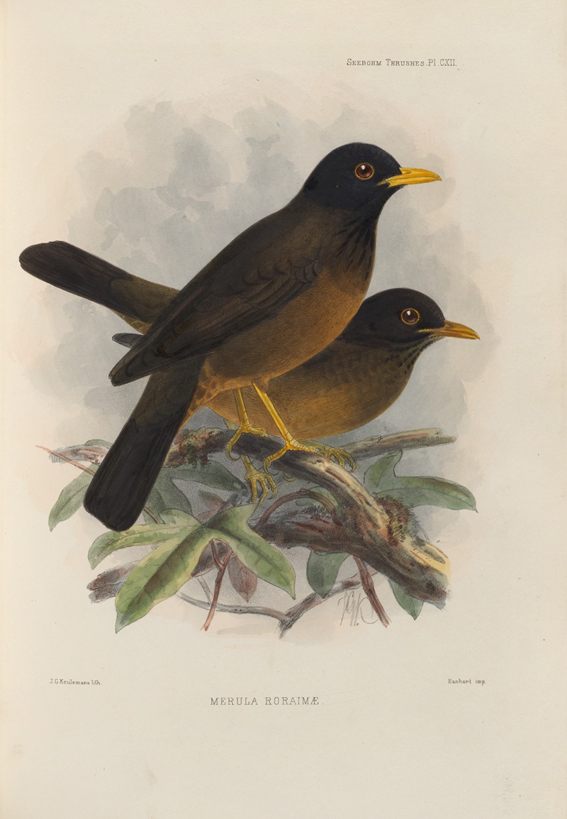 Merula Roraimae by Henry Seebohm, 1899-1902 — digital art print download
