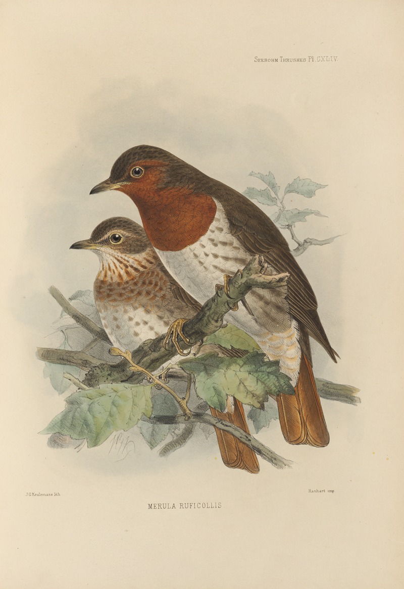 Merula Ruficollis by Henry Seebohm, 1899-1902 — digital art print download