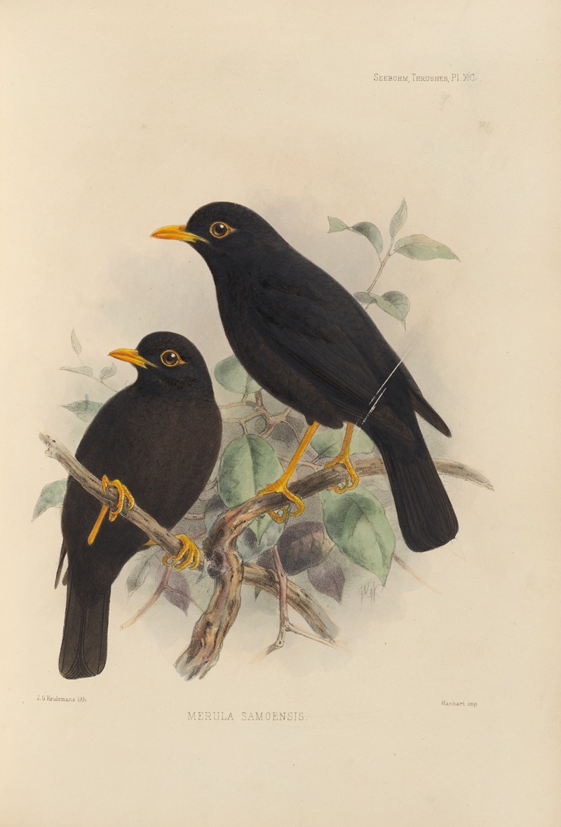 Merula Samoensis by Henry Seebohm, 1899-1902 — digital art print download
