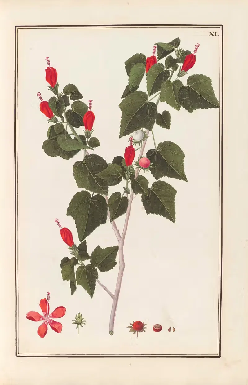 Stirpium imagines LXXV Pl.40 — Baldassare Cattrani