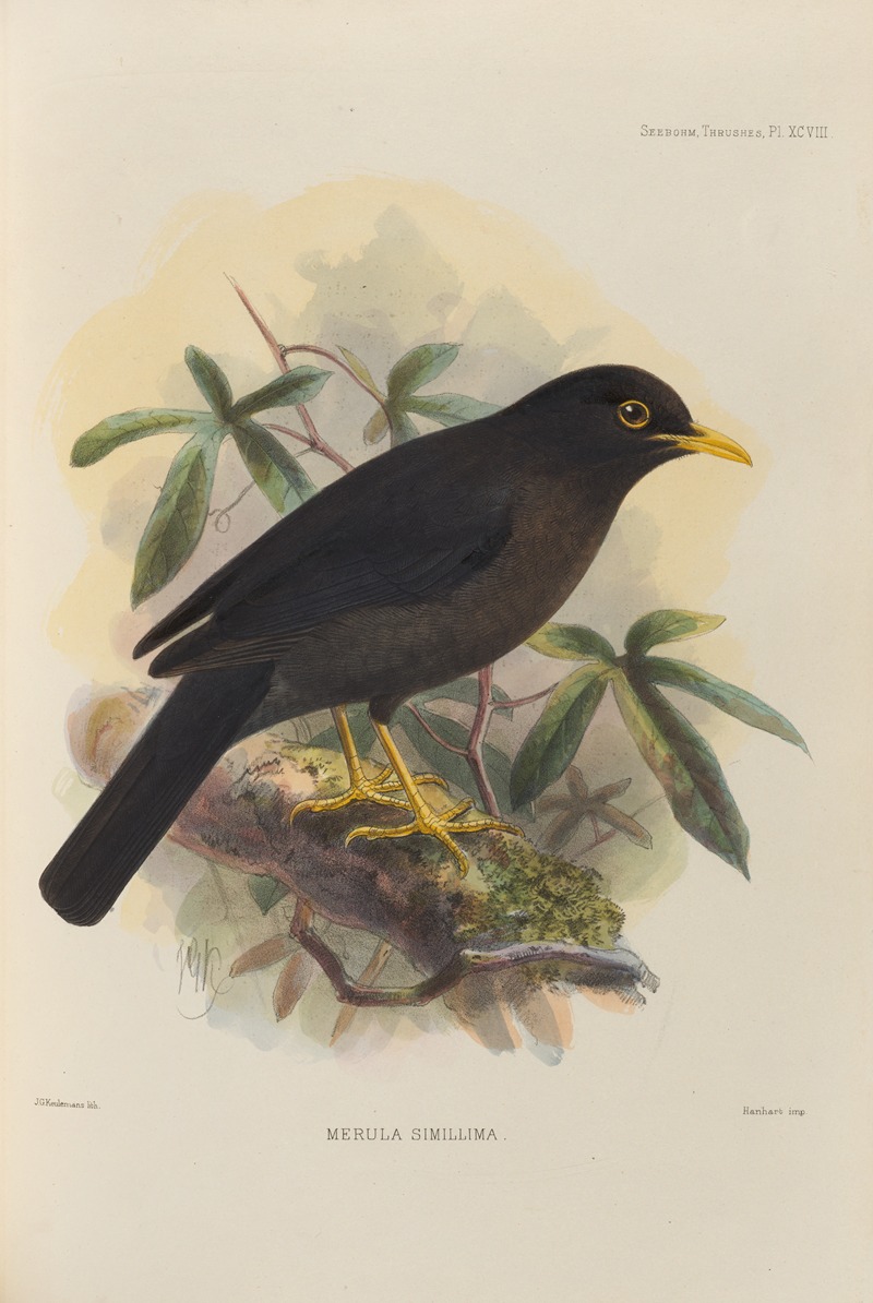 Merula Simillima by Henry Seebohm, 1899-1902 — digital art print download