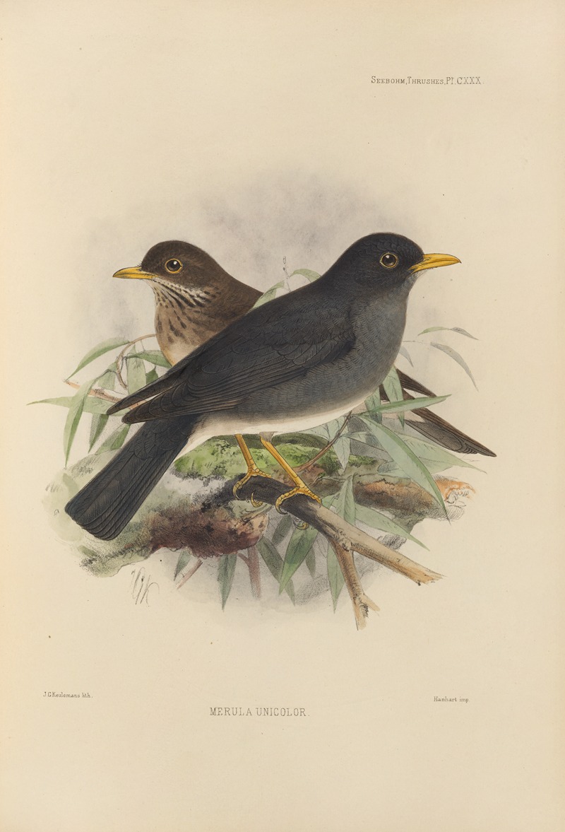 Merula Unicolor by Henry Seebohm, 1899-1902 — digital art print download